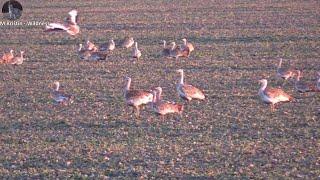 GREAT BUSTARD (Otis tarda)