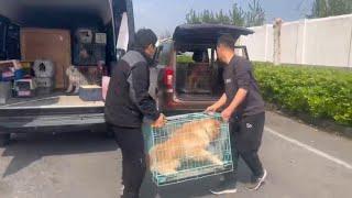 从广东到河北，这只金毛千里迢迢坐车来这里上学了\From Guangdong to Hebei, Golden Retriever came here for training