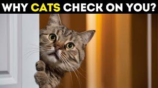 Why Does Your Cat Keep Checking on You? Answer Will Surprise You!