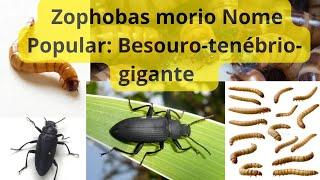 Zophobas morio Nome Popular: Besouro-tenébrio-gigante