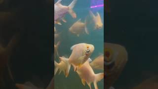 Fintastic cuteness overload.