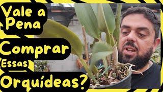 Alguém compra orquídeas com defeito? o que vc acha?