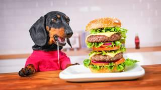 And a Diet Coke Please! Cute & funny dachshund dog video!