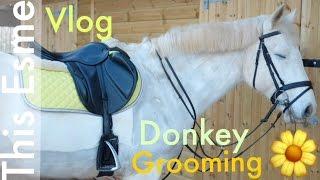 Vlog | Donkey grooming