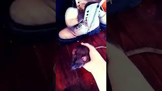 Забытые ботинки  #тикток #киш #ня #крыски #лесник #rat #мимими