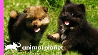 Pomeranian Puppies Meet Some Feathered Friends On Their Farm | Too Cute!