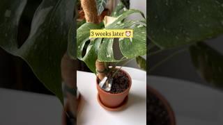 How to improve the growth of Monstera aerial roots (for young plants)  #monstera #plantcare #plant