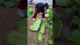 Chinese cabbage garden 