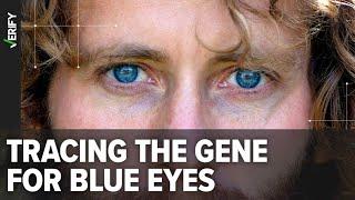 All blue-eyed people come from a shared common ancestor