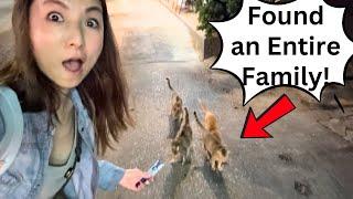 Befriending Adorable Stray Cats In Bangkok!