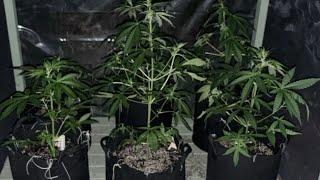 Here I Grow Live!!! Loner Stoner Autoflower Outdoor Grow 2024