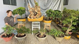 Cây cảnh, bonsai, hoa kiểng các loại (0939 700449) chào bán 11/9 shop Thúy An