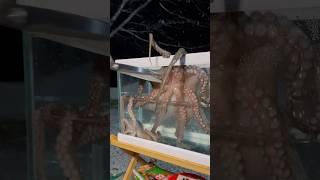 다시는 IQ80 문어를 잡아 먹지 않기로 했습니다 #camping #food
