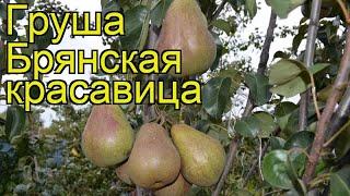 Груша Брянская красавица. Краткий обзор, описание характеристик pyrus communis Bryanskaya krasavitsa