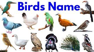 Birds Name | Birds Name in English | Names of Birds | Basic English Learning | #birds #bird #educare