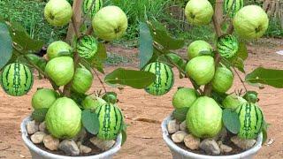 New method of planting guava in watermelon with aloe Vera and eggs / how to growing guava fruit