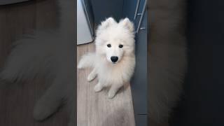 Самоед завтракает с кошечкой #самоед #собака #dog #samoyed #шортс #завтрак