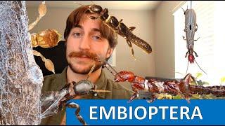 Embioptera: The Webspinners - Order Spotlight