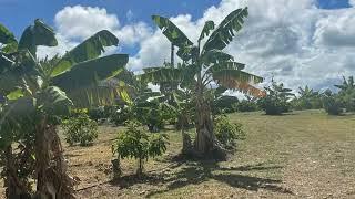 Finca con Buena Dotación de Árboles de Aguacate, Plátanos y Terreno 20240109