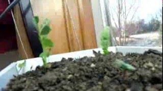 Peas Sprouting Time Lapse