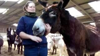 Jack, a poitou donkey