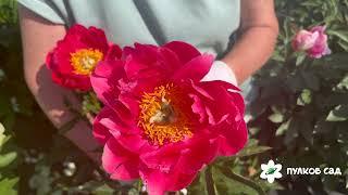 Coral Magic peony. Корал Меджик пион. Пулков сад