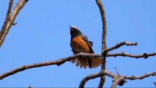 Common Redstart Singing