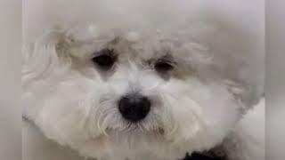 표정 연기 하는 강아지 ㅋㅋㅋ a facial expression-playing dog