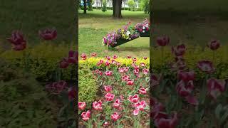 Цветущий Ставрополь #лето #цветы