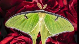 Insect Photographer (Texas Country Reporter)