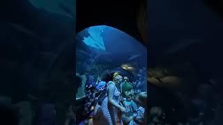 the deep hull