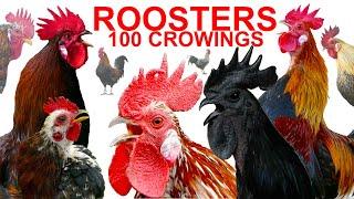 COMPILATION 100 roosters crowing - Ayam Cemani, Brahma, Leghorn, Serama, Silkie, Wyandotte chickens