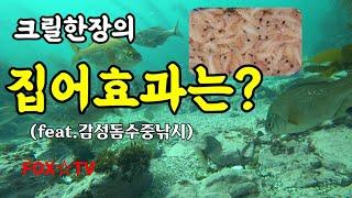 감성돔수중낚시/크릴한장의 집어효과는?-FOXTV