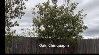 Chinquapin Oak Tree