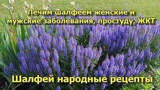 Шалфей народные рецепты.  Лечим шалфеем женские и мужские заболевания, простуду, ЖКТ