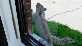 Squirrel's adorable attempt to help me open the window