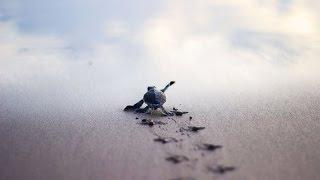 Baby Turtles Race to the Sea in Oaxaca, Mexico