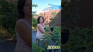 Какой возраст  этих саженцев?  ответ на вопрос см. в следующем видео. #гортензия