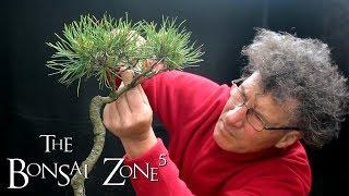 Creating a water and land penjing with a lone pine, The Bonsai Zone, June 2018