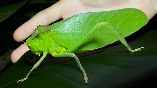 The world's largest bush katydid (Phaneropterinae)