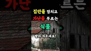 집안을 망치고 가난을 부르는 이 식물 당장 치우세요! 잘못 알고 있는 식물 2가지 #풍수 #금전운 #재물운