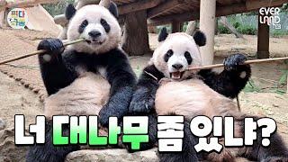 Oh no... It doesn’t even fit in one frame…｜#PandaWaSsong #211