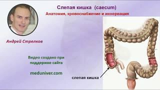 Анатомия слепой кишки, кровоснабжение и иннервация - meduniver.com