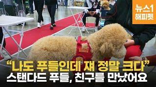 "덩치만 컸지 아기네" 세상 귀여운 스탠더드 푸들 [해피펫]