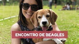 7º encontro dos Beagles De Curitiba - Novembro 2017- Organização Meu AUmigo Cão