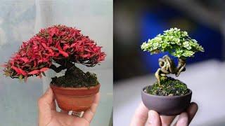 INSPIRASI BONSAI SMALL AND MAME JUARA | part 1