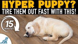 How To Tire Out A Hyper Puppy Every Night