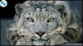 Majestic Ghost of the Mountains: The Enigmatic Snow Leopard