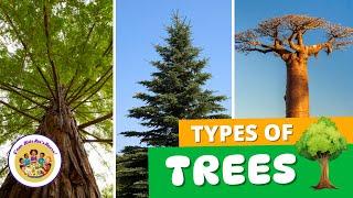 Kids Educational Videos | Kindergarten and Elementary ENGLISH SCIENCE | Different Types of Trees 