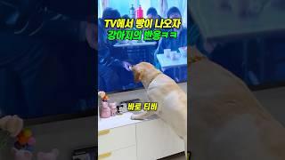 TV에서 빵이 나오자 강아지의 반응